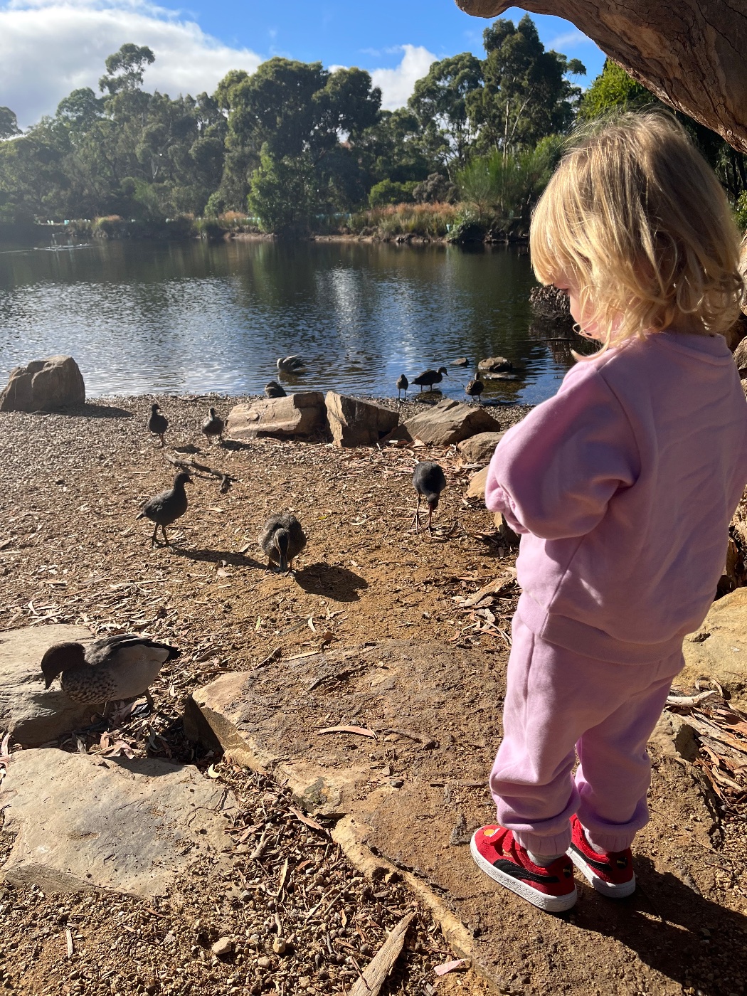 Wittunga Botanic Gardens